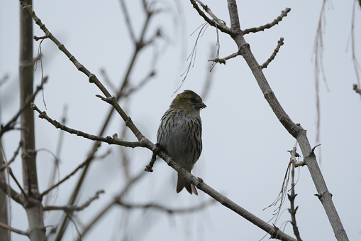 small bird sitting on a branch
