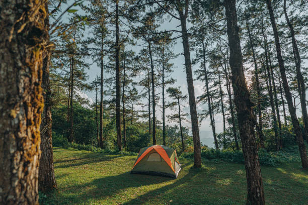 istock Pitch a tent in the pine forest 2106179831