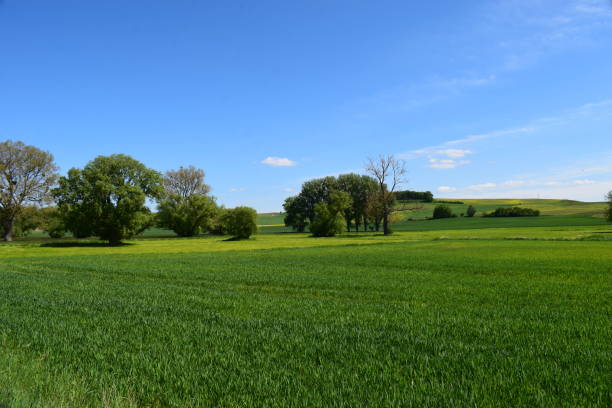 istock green and yellow fields with swamp trees 2106185960