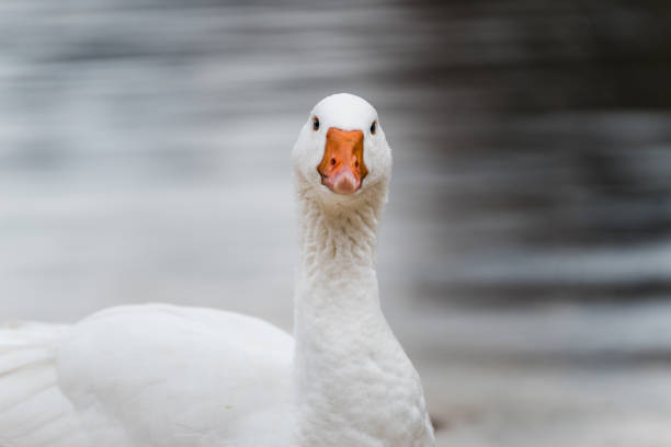 istock Goose in the lake 2106189535