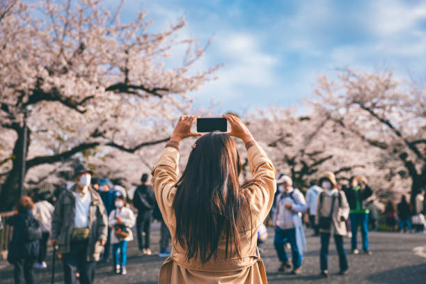 Traveler asian woman with mobile phone travel in sakura cherry blossom tree in Tokyo Japan in spring Travel spring season of Japanese flower concept, Happy traveler asian woman with mobile phone sightseeing in pink sakura cherry blossom tree blooming Tokyo, Japan tokyo sakura stock pictures, royalty-free photos & images
