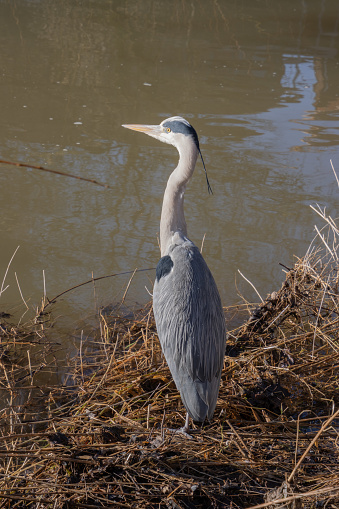 Close up of a gray heron standing tall near the water