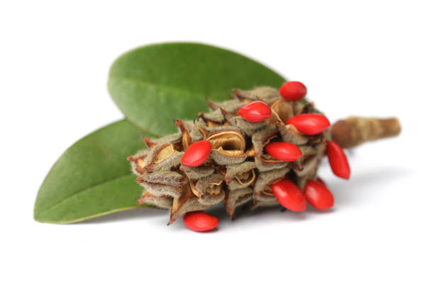 Red seed in cone closeup on white background. Magnolia grandifora