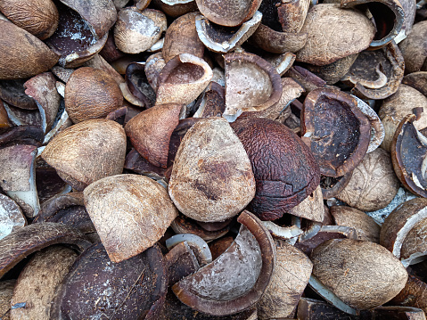 close up photo of dried copra from coconut. selective focus