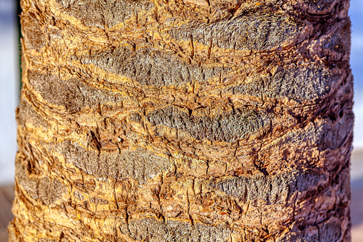 Coconut tree bark texture background. Close up of palm tree bark.