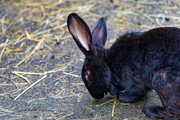 istock High angle view of old black hare at grounds at Swiss town. 2106239009