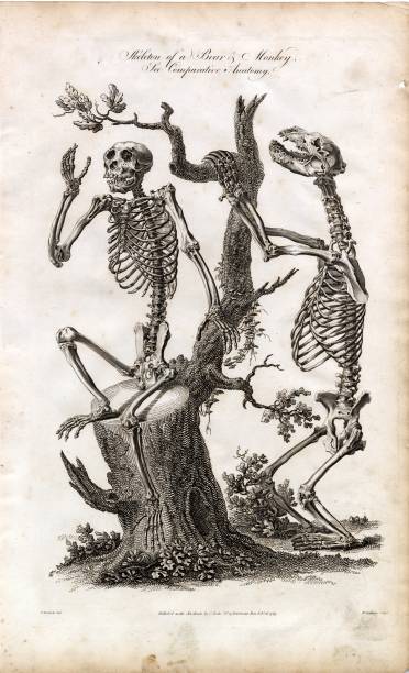 istock SKELETON of a Bear and Monkey - Scarce Antique Animal ANATOMY Engraving 2106244751