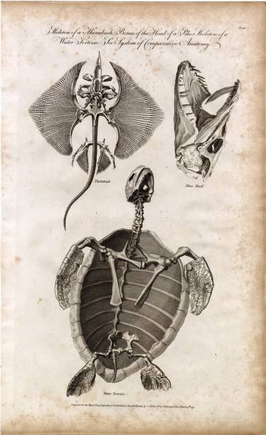 istock ANTIQUE Rare Animal Skeleton Engraving - Tortoise, Thornback, Pike, 1791 2106244756