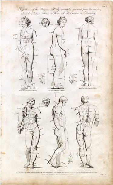 istock HUMAN Body Study - Statues of Rome - Rare Italian STATUE Print 1791 2106244775