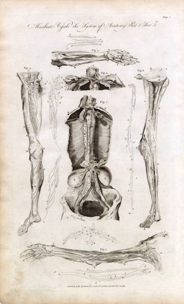 istock HUMAN ANATOMY - Vessels (Arms, Legs, Fet, Hands, Torso) Rare 1791 Print 2106244804