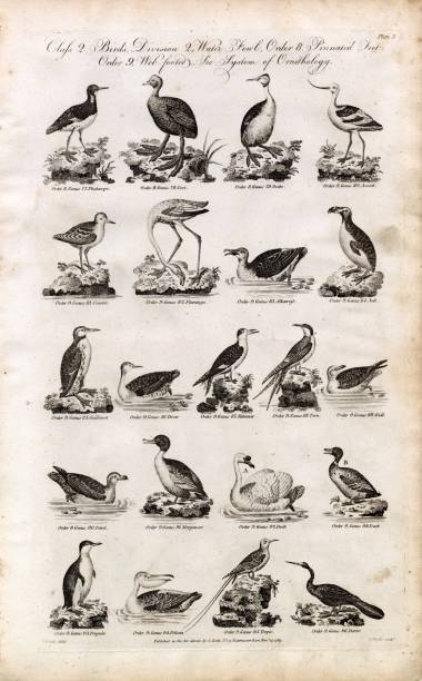 istock OLD Birds Print - Coot, Flamingo, Awk, Tropic, Penguin, Duck - 1791 Artwork 2106244831