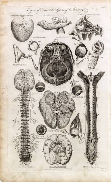 istock HUMAN ANATOMY - Organs of Senses (Brain, Spine, Eyes, Ears) 1791 Print 2106244841