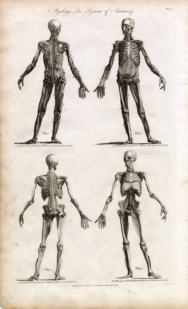 istock ANATOMY - Antique Human Myology Print - Rare Full Body Engraving 2106244848