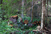 Felled and sawn trees in the forest.