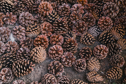lots of pine cones on the ground. textured background