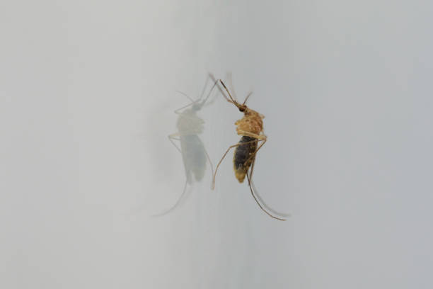 istock Gnat Mosquito on gray background 2106271133
