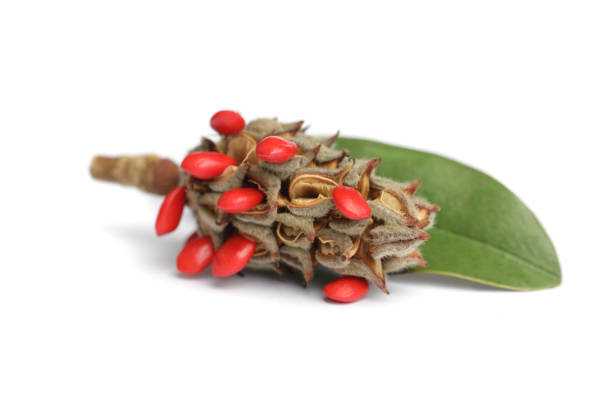 Magnolia seeds and leaves on white