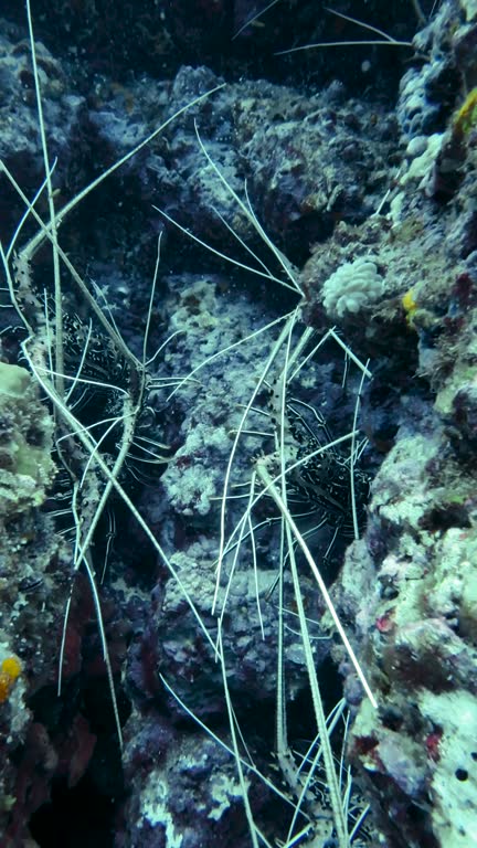 Pod of Wild Painted Spiny Lobster (Panulirus versicolor)