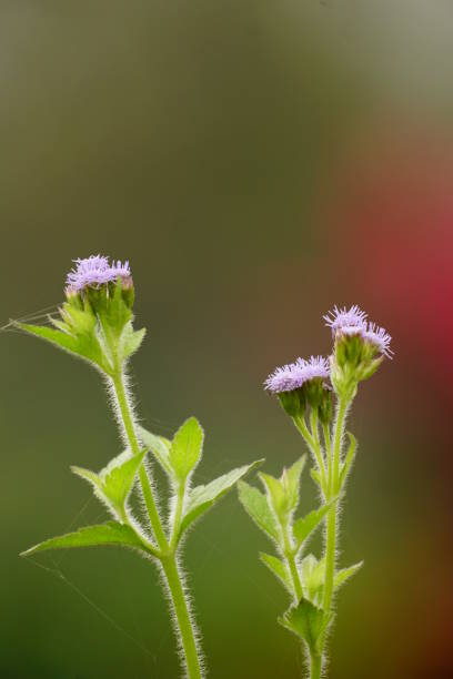 Close-up of Ageratum conyzoides bloom