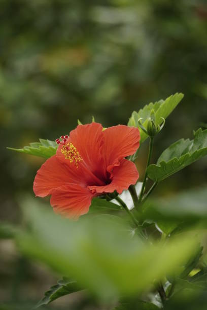 istock Close-up of red hibiscus blooming 2106292397
