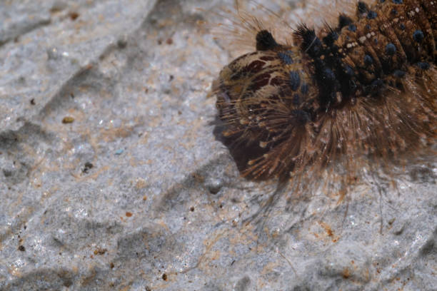 Closeup shot of gray and brown caterpillar on the floor. Animal photography. Selective Focus. Macrophotography, textured effect, wallpaper. Shot in Macro lens