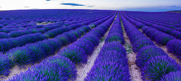 Lavender field in blossom. Rows of lavender bushes stretching to the horizon. Brihuega, Spain.