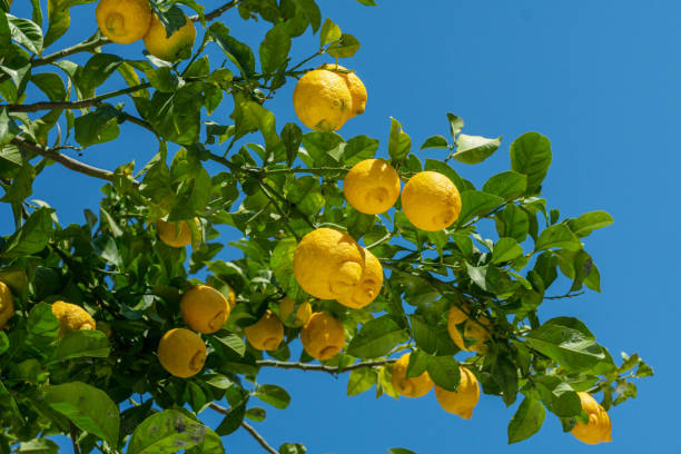 istock Ripe lemon fruits on lemon tree and blue sky at the background. 2106308941