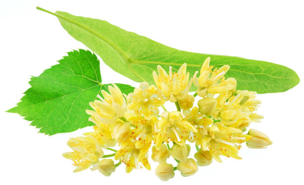 istock Linden flowers or lime tree flowers isolated on white background. 2106309464