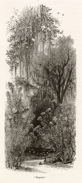 istock MAGNOLIA - Beautiful Wildlife Nature Scenery - Antique 1874 Engraving 2106310000