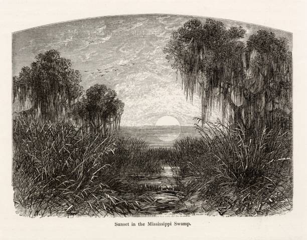 istock SUNSET in the Mississippi Swamp - Antique Engraving 1874 2106310006