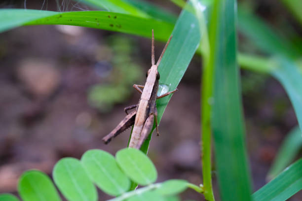 Closeup photo of brown grasshopper resting on a leaf. Thorny Grasshopper or Acrida Cinerea. Animal photography. Animal themes. Selective Focus. Macrophotography. Shot in Macro lens
