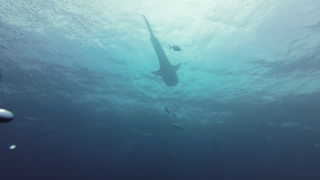 Scuba Diving Beneath A Large Whale Shark