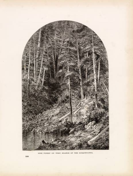 istock PINE FOREST on the West Branch of the Susquehanna River - Antique Print 2106332400