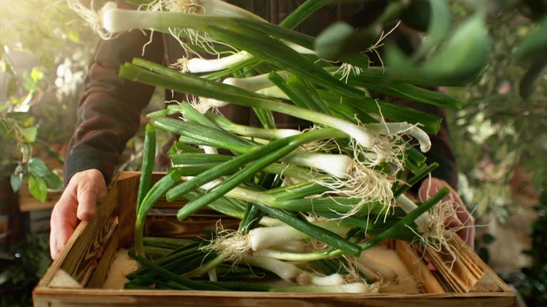 Farmer Holding Box with Falling Spring Onions.