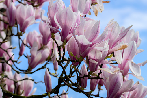 Close Up Pink And White Magnolia Soulangeana Flowers At Amsterdam The Netherlands 18-3-2024amsterdam, bud, buds, close up, close-up, closeup, dutch, flower, graveyard, growing, holland, hybrid, information, isolate, isolated, magnolia, magnoliaceae, natur