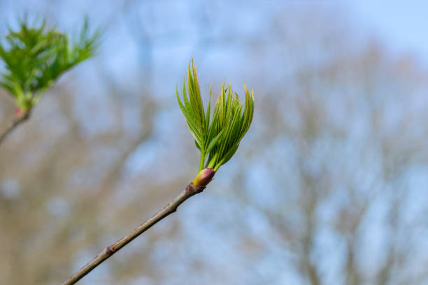 Close Up Sorbus Commixta Tree Branch At Amsterdam The Netherlands 18-3-2024