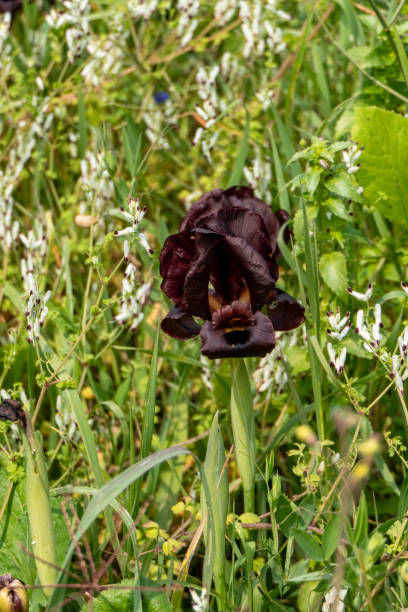 istock Iris Argaman dark purple Iris flowers close-up 2106352323