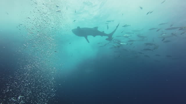 Scuba Diving Beneath A Large Whale Shark