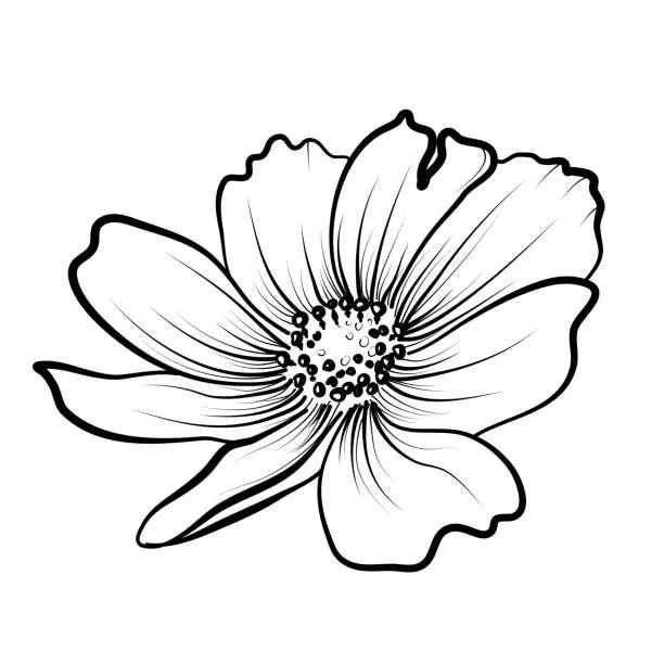 Vector illustration of hand-drawn cosmea flower vector illustration