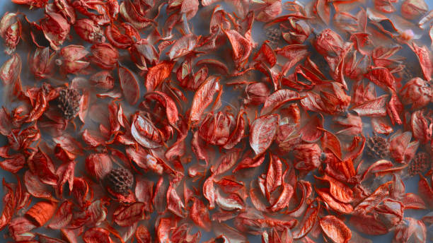 istock Decorative bright orange dried petals in light smoke 2106362589