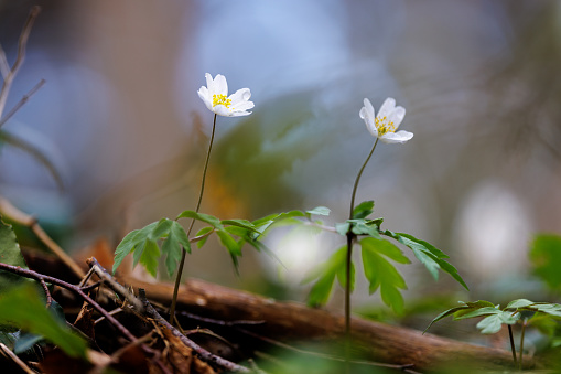 Anemonoides nemorosa, the wood anemone, is an early-spring flowering plant growing in the wild in Germany. This plant is also known under the names: windflower, thimbleweed, smell fox