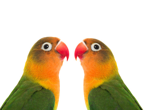 Two preening lovebirds against black background. Lovebirds are a social and affectionate small parrot native to the African continent.