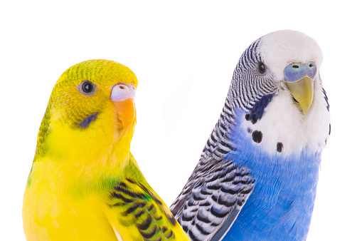 lovebird parrots isolated on white background