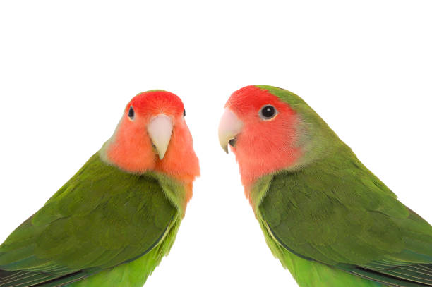 istock lovebirds isolated on white background 2106460359