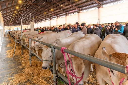 Fossano, Cuneo, Italy - March 20, 2024: Fat Calf Fair with exhibition of Piedmontese Fassona breed cattle under canopy of the forum boario