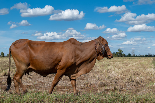 brown cow, Cow in the field on blue sky background, cow on sky with clouds background, single cow on a meadow during blue sky in summer.