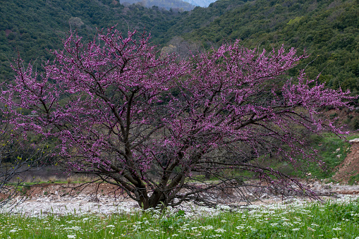 Eastern redbud tree in bloom.