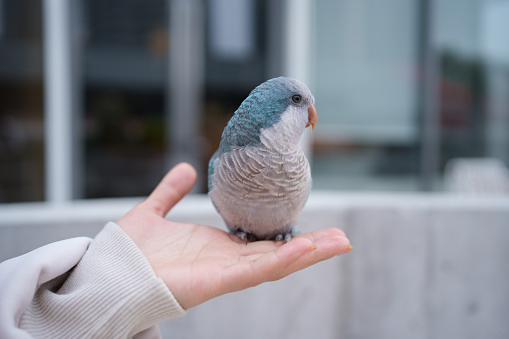 Parrot standing on hand