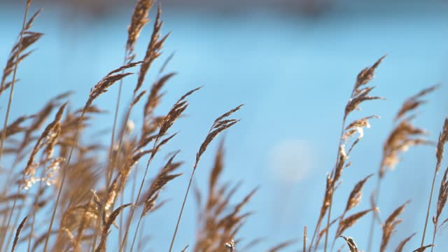 Reeds in wind at winter