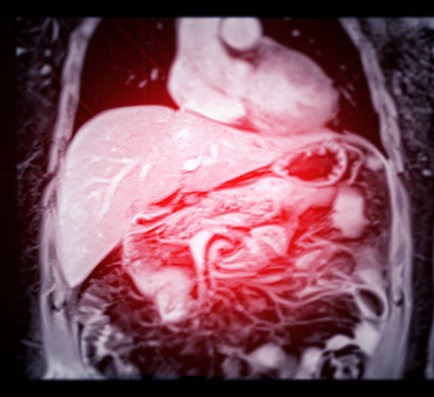 Human body anatomy, digestive system. 3d illustration